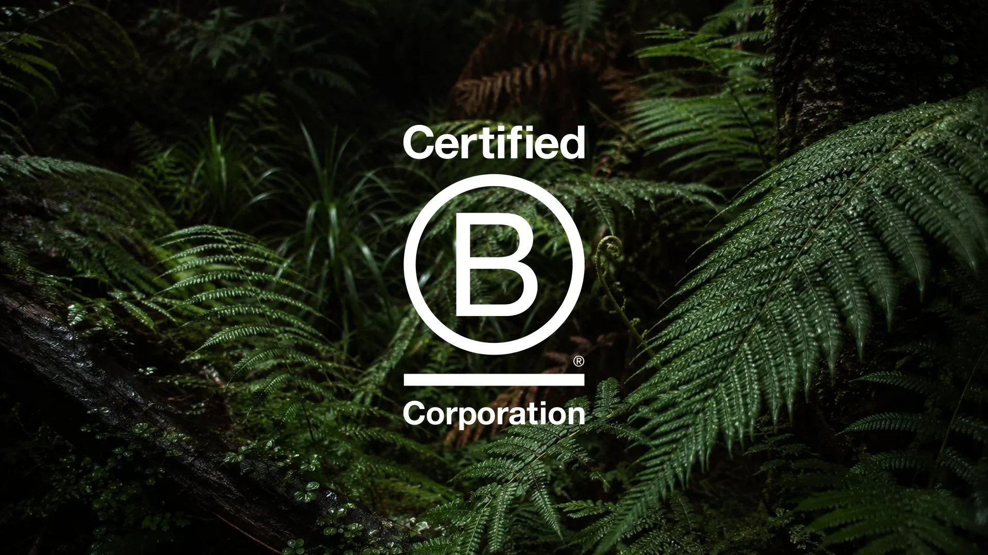 White Certified B Corporation logo over dark native New Zealand ferns and forest undergrowth